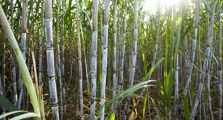 Indian Sugar Market