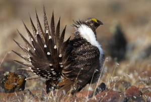 Sage grouse